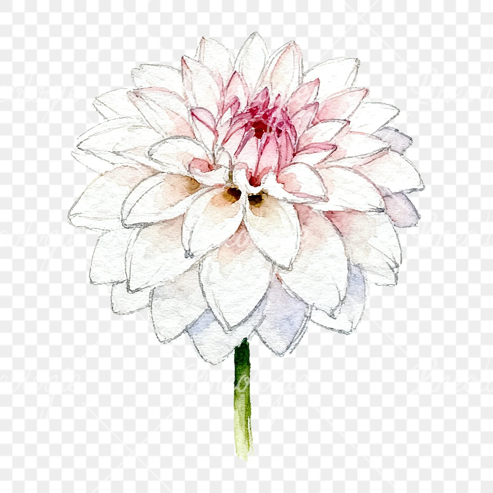 Watercolor pink dahlia set clipart 6 of 9 on a transparent background (PNG)