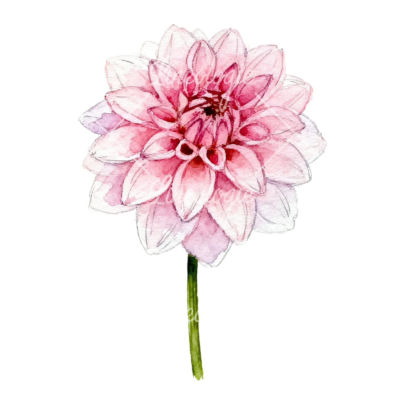 Watercolor pink dahlia set clipart 7 of 9 on a white background (JPG)