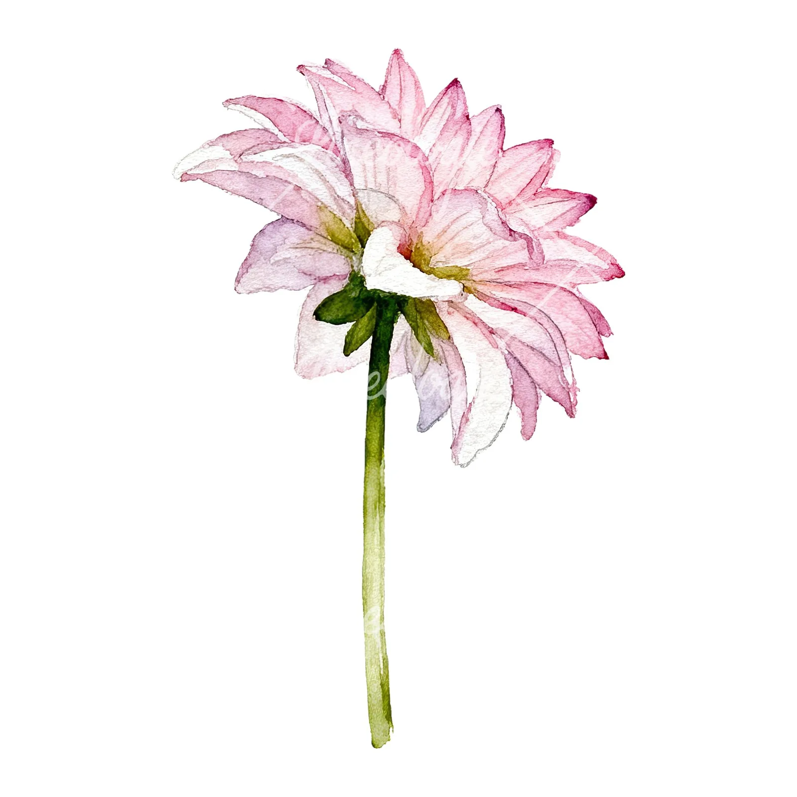 Watercolor pink dahlia set clipart 8 of 9 on a white background (JPG)