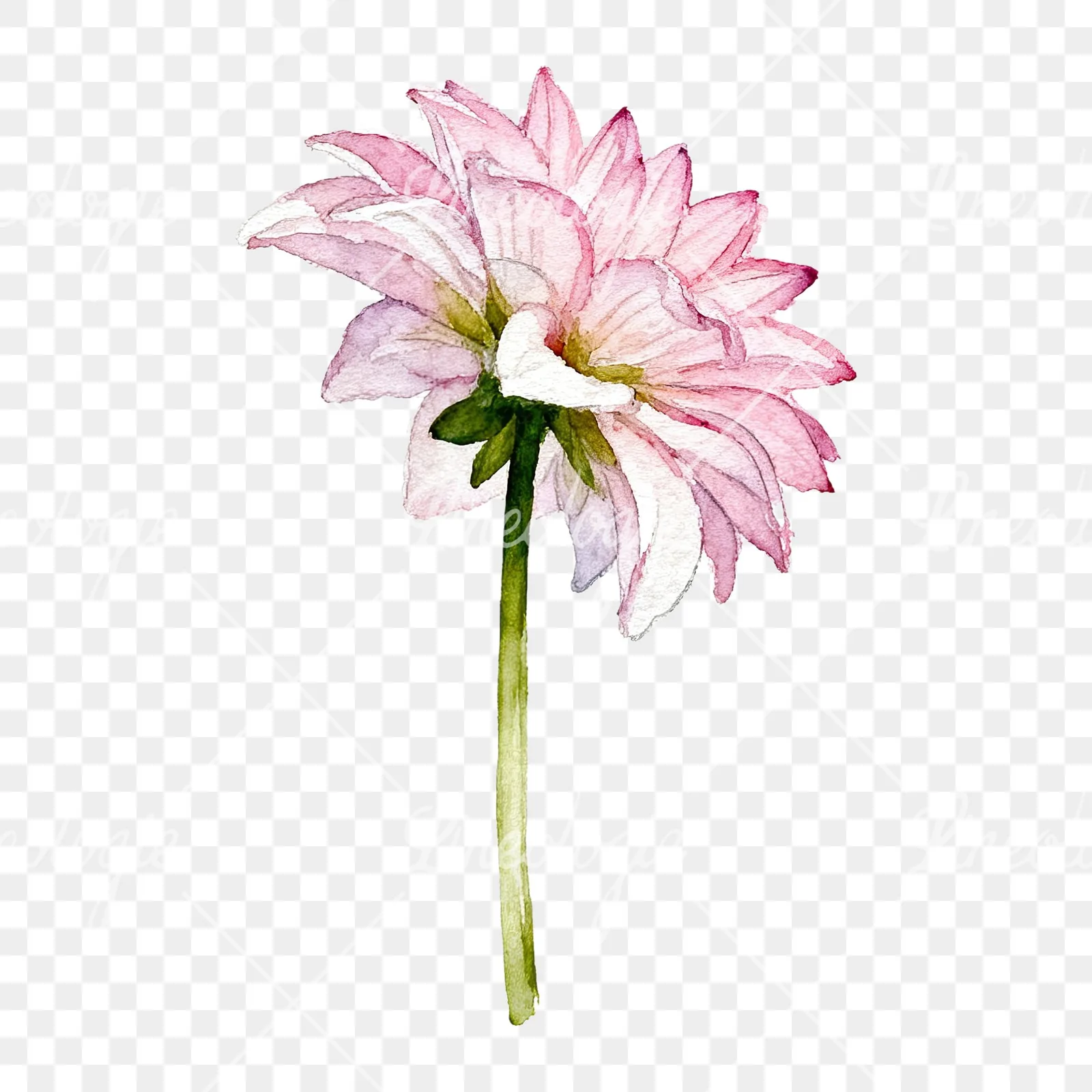 Watercolor pink dahlia set clipart 8 of 9 on a transparent background (PNG)