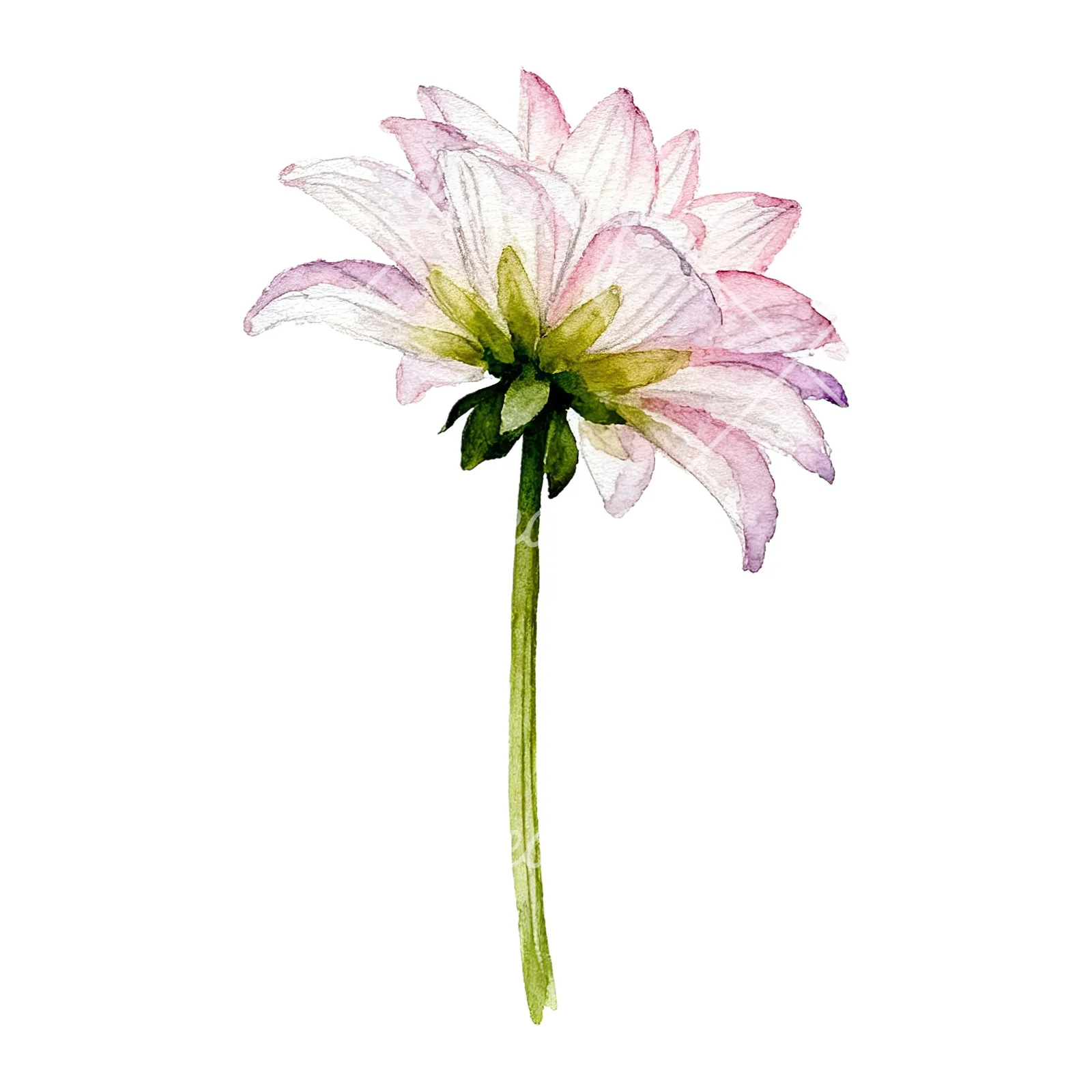 Watercolor pink dahlia set clipart 9 of 9 on a white background (JPG)