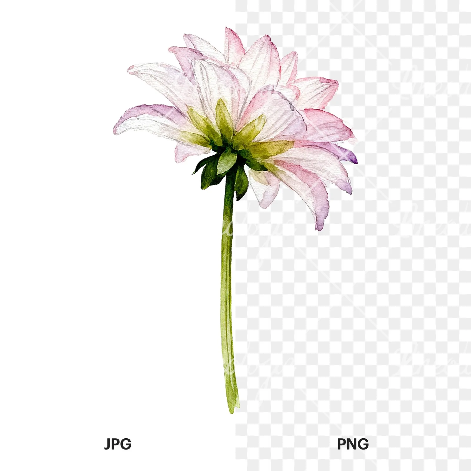 Watercolor pink dahlia set clipart 9 of 9, as a JPG on white and a transparent PNG