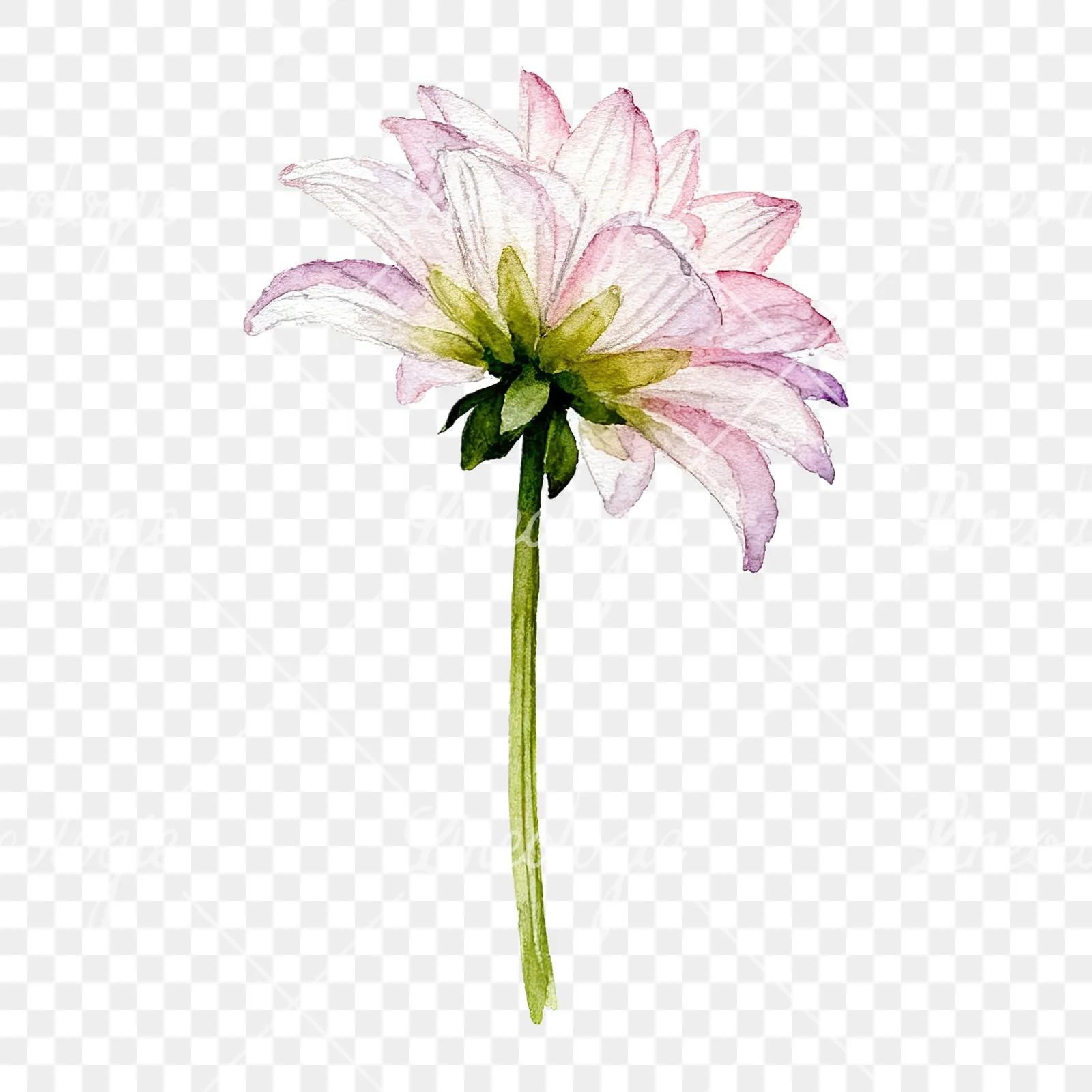 Watercolor pink dahlia set clipart 9 of 9 on a transparent background (PNG)