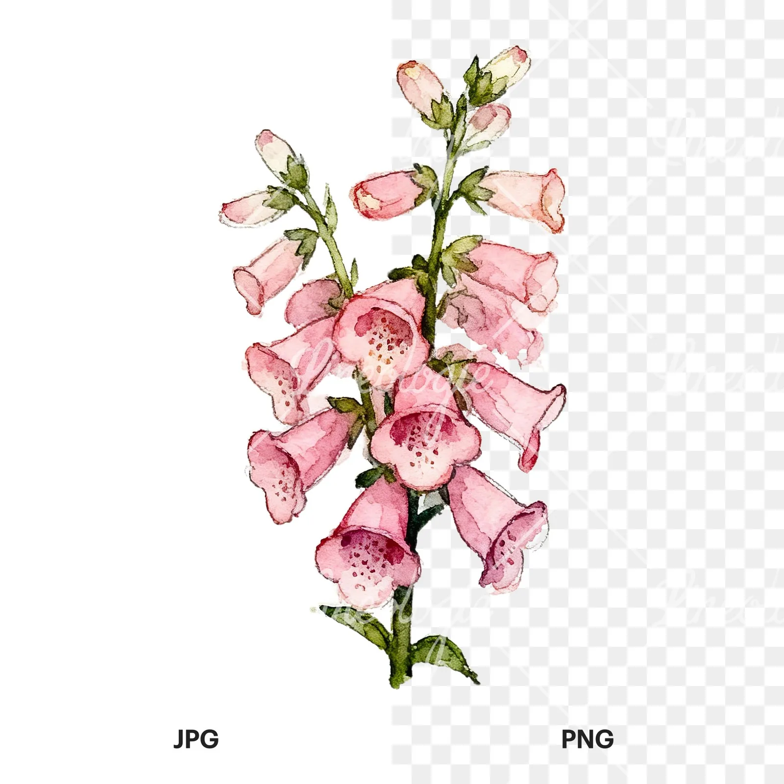 Watercolor pink foxglove bouquet clipart 1 of 9, as a JPG on white and a transparent PNG
