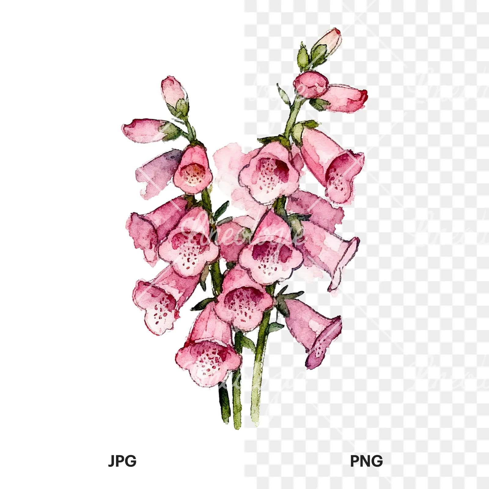 Watercolor pink foxglove bouquet clipart 2 of 9, as a JPG on white and a transparent PNG