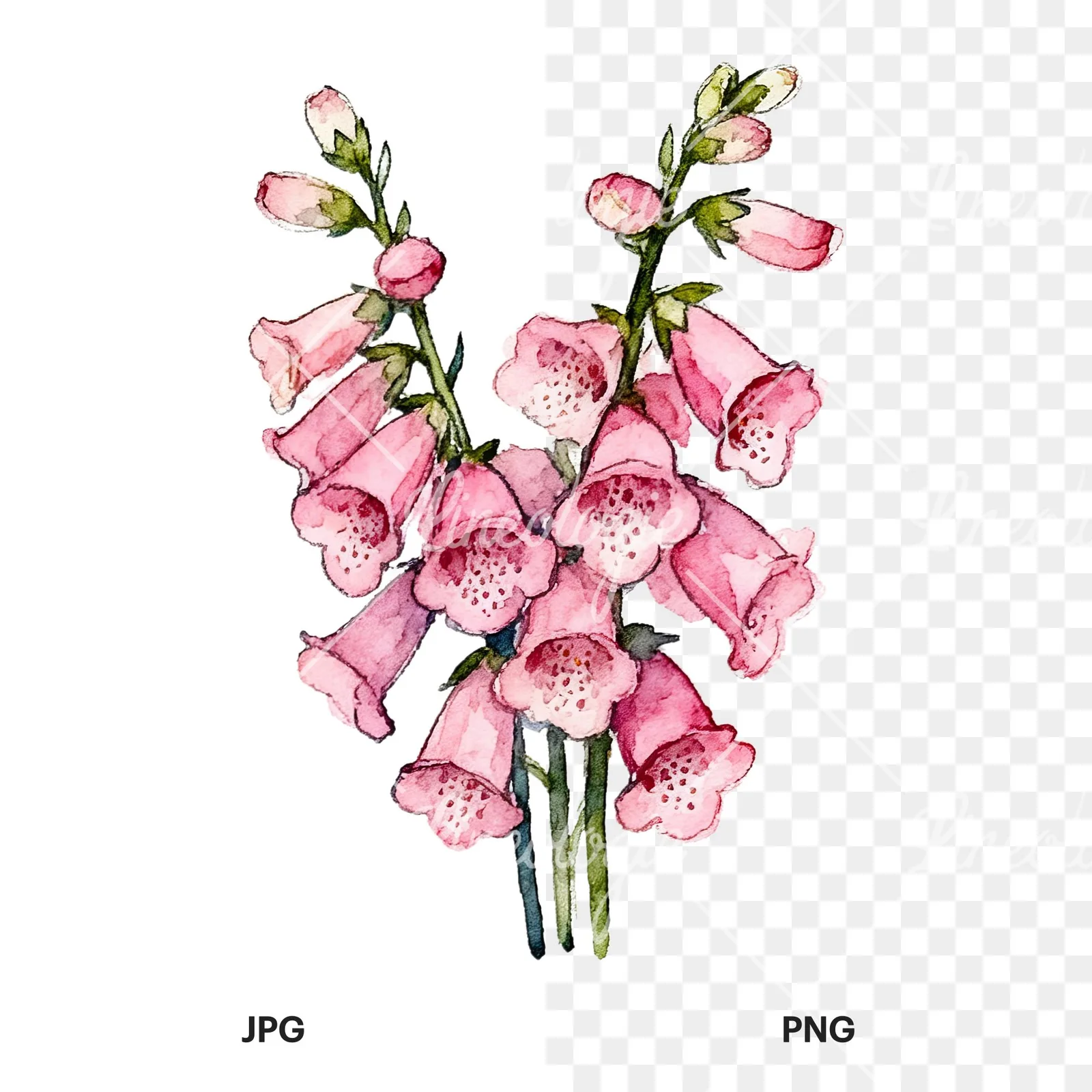 Watercolor pink foxglove bouquet clipart 3 of 9, as a JPG on white and a transparent PNG