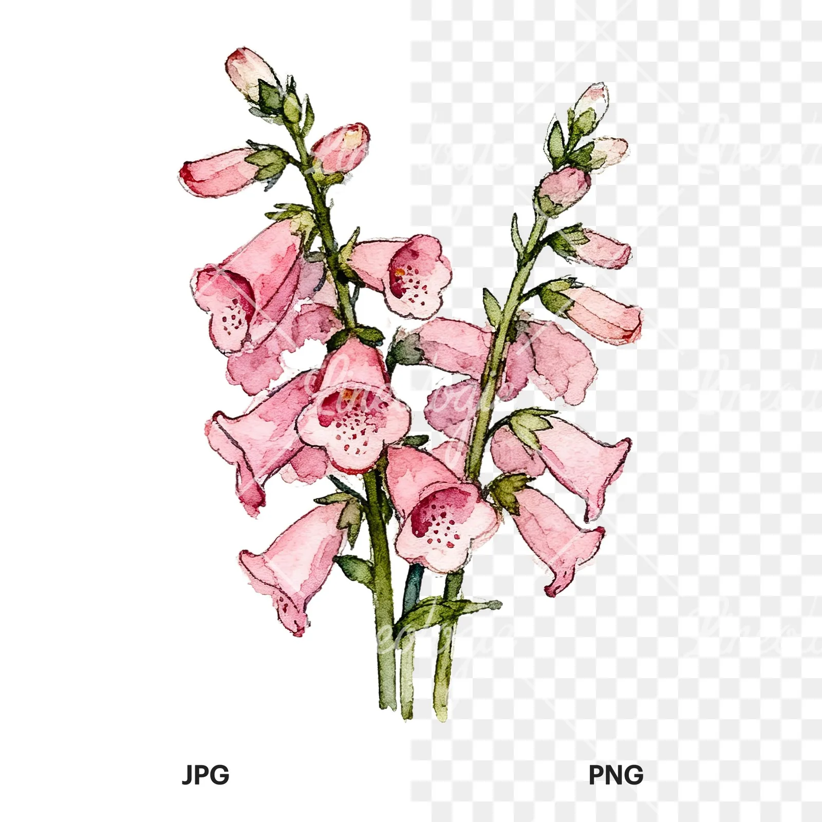 Watercolor pink foxglove bouquet clipart 4 of 9, as a JPG on white and a transparent PNG