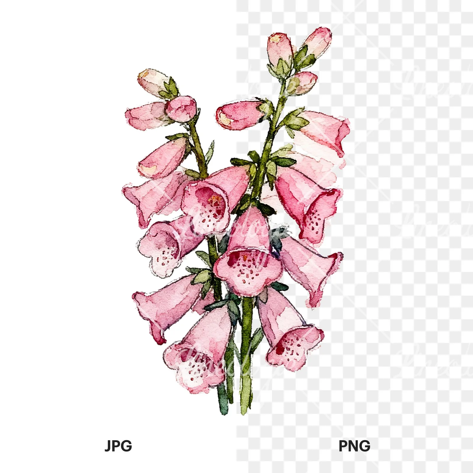 Watercolor pink foxglove bouquet clipart 5 of 9, as a JPG on white and a transparent PNG