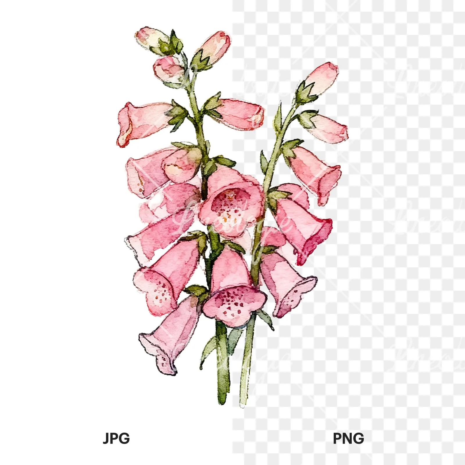 Watercolor pink foxglove bouquet clipart 6 of 9, as a JPG on white and a transparent PNG