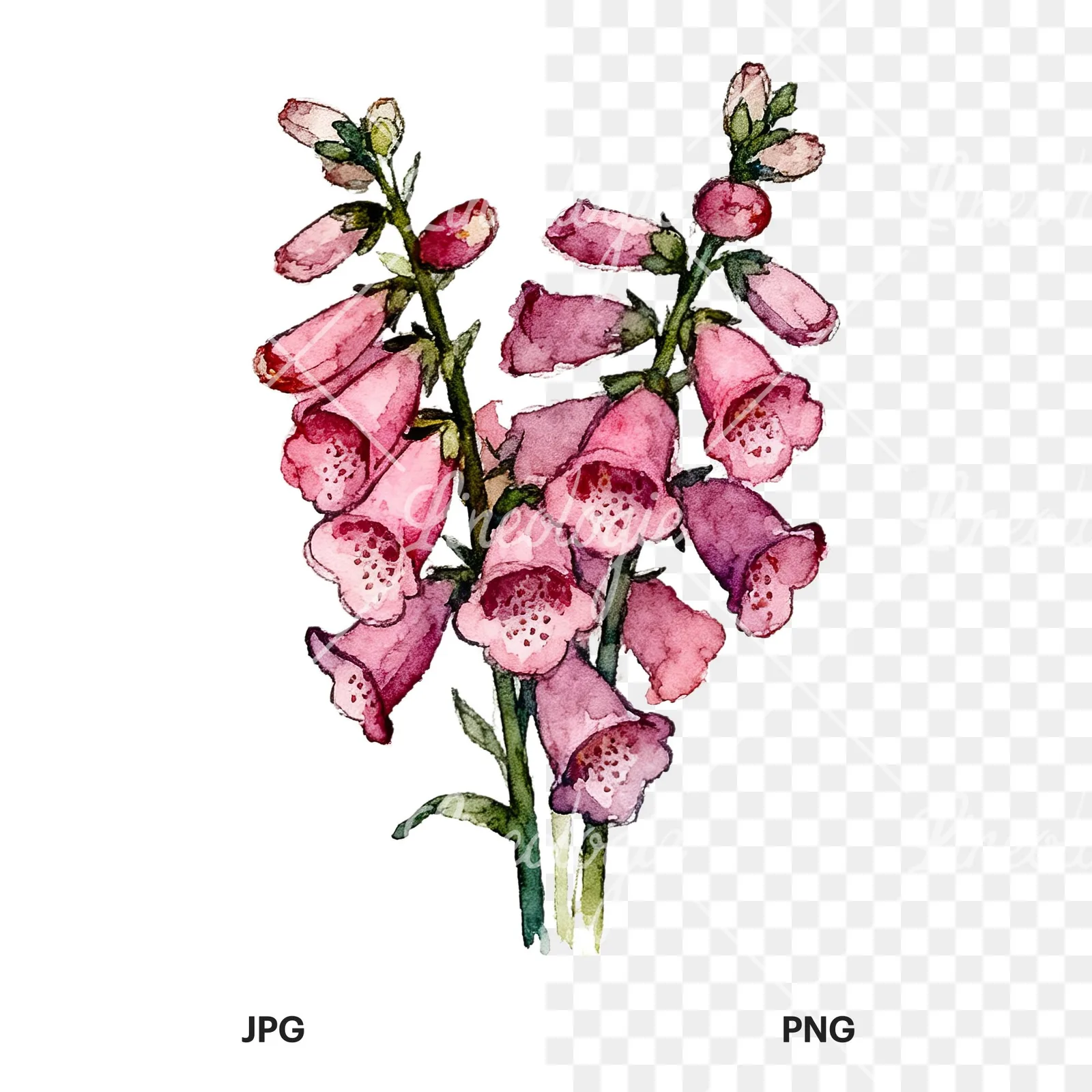 Watercolor pink foxglove bouquet clipart 7 of 9, as a JPG on white and a transparent PNG