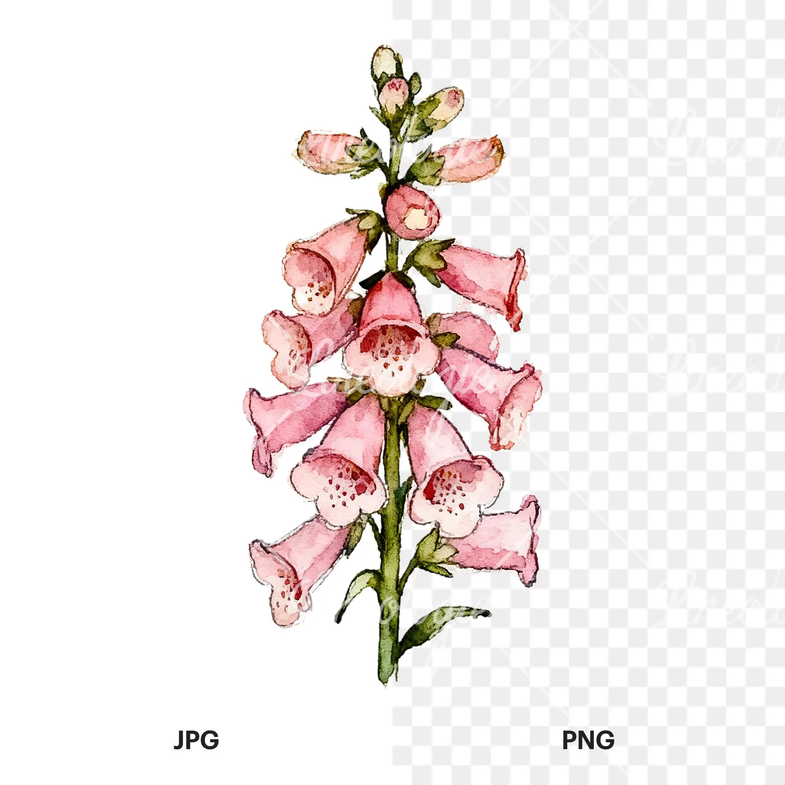 Watercolor pink foxglove bouquet clipart 8 of 9, as a JPG on white and a transparent PNG