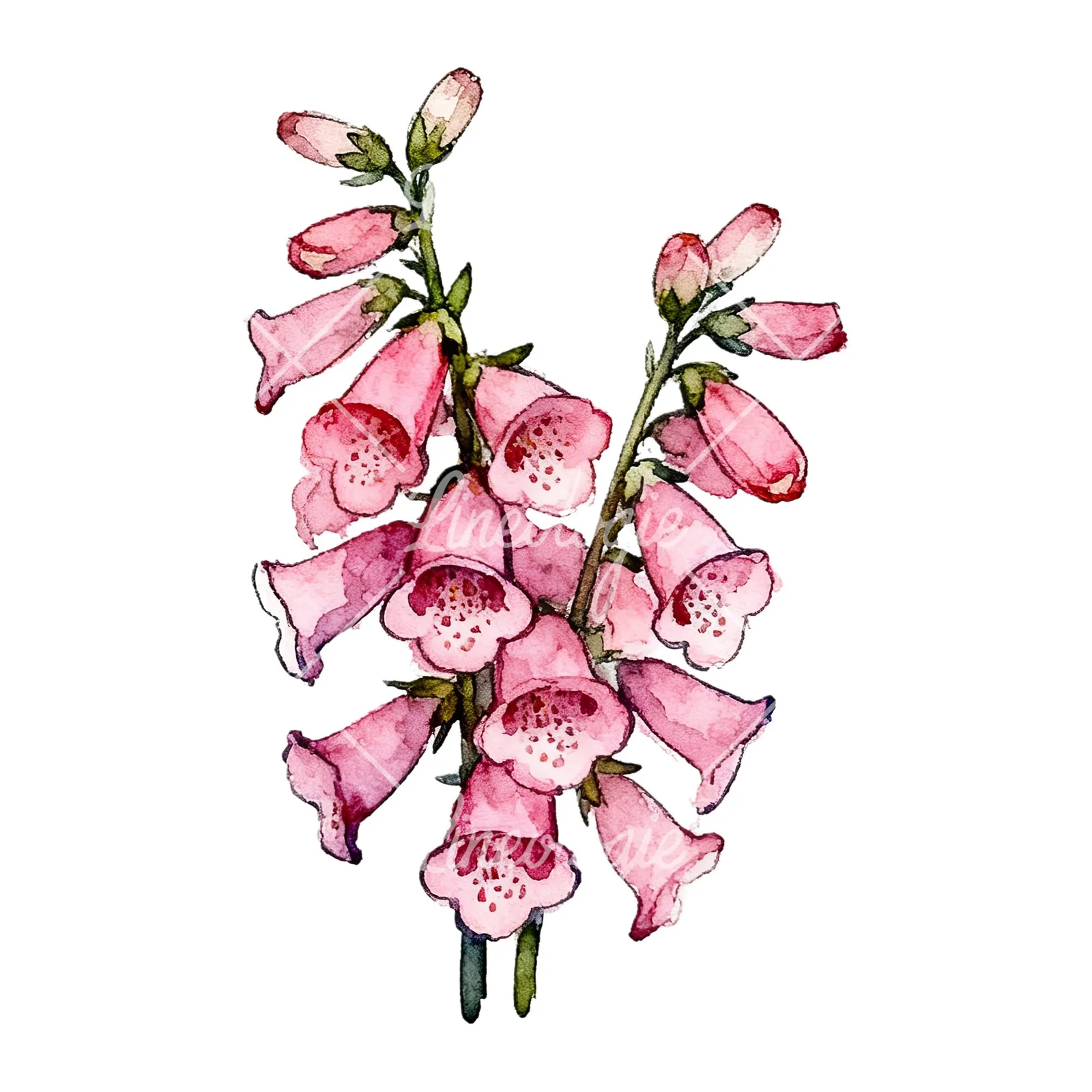 Watercolor pink foxglove bouquet clipart 9 of 9 on a white background (JPG)