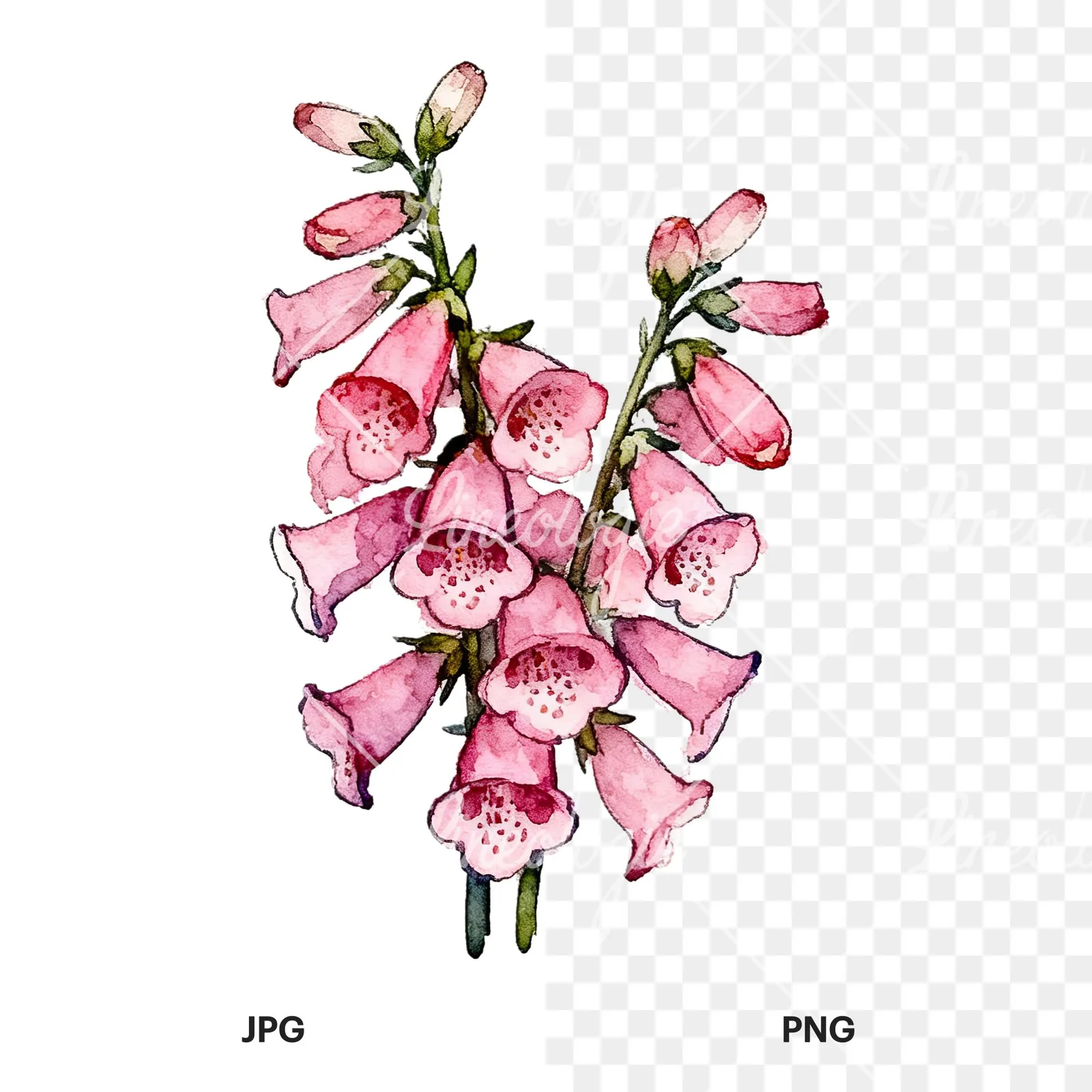 Watercolor pink foxglove bouquet clipart 9 of 9, as a JPG on white and a transparent PNG
