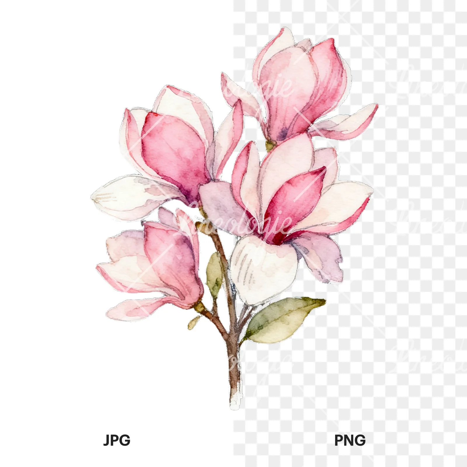 Watercolor loose pink magnolia bouquet clipart 3 of 9, as a JPG on white and a transparent PNG