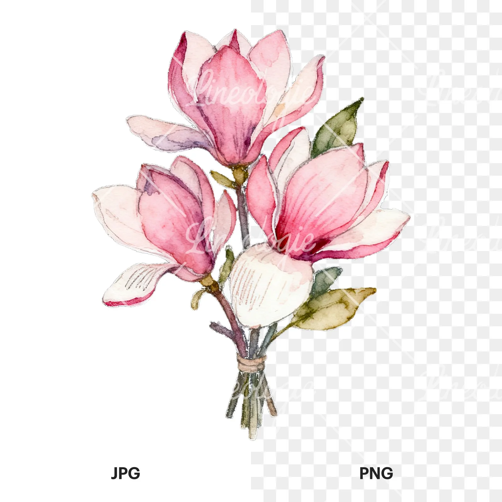 Watercolor loose pink magnolia bouquet clipart 5 of 9, as a JPG on white and a transparent PNG