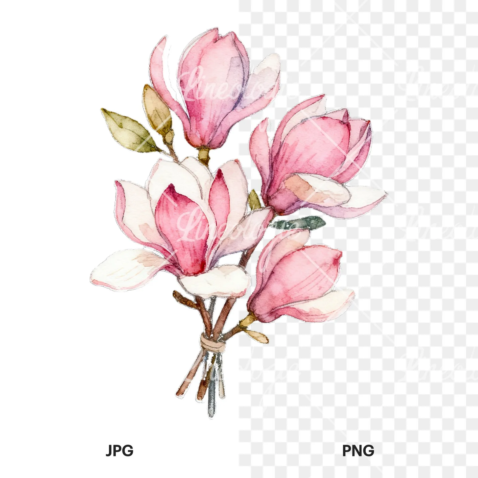 Watercolor loose pink magnolia bouquet clipart 7 of 9, as a JPG on white and a transparent PNG