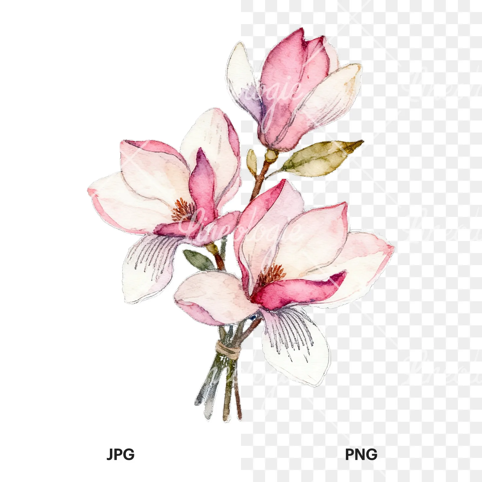 Watercolor loose pink magnolia bouquet clipart 8 of 9, as a JPG on white and a transparent PNG