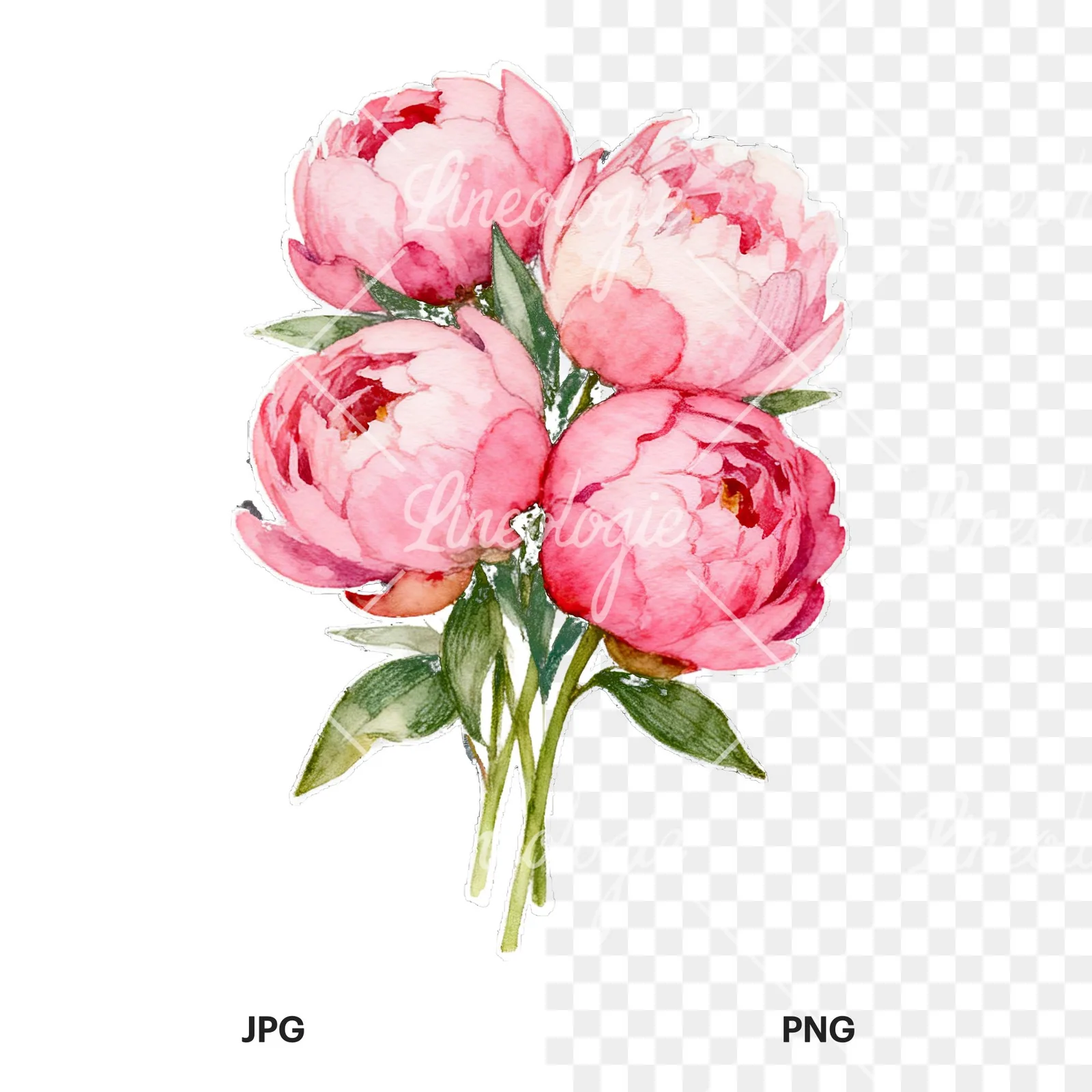 Watercolor loose pink peony bouquet clipart 1 of 9, as a JPG on white and a transparent PNG