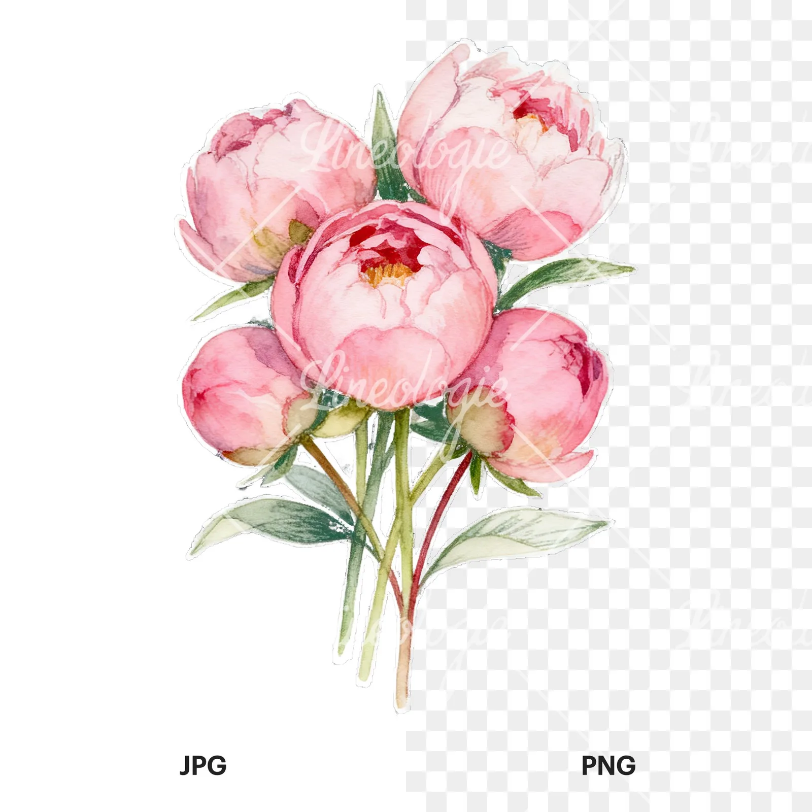 Watercolor loose pink peony bouquet clipart 2 of 9, as a JPG on white and a transparent PNG