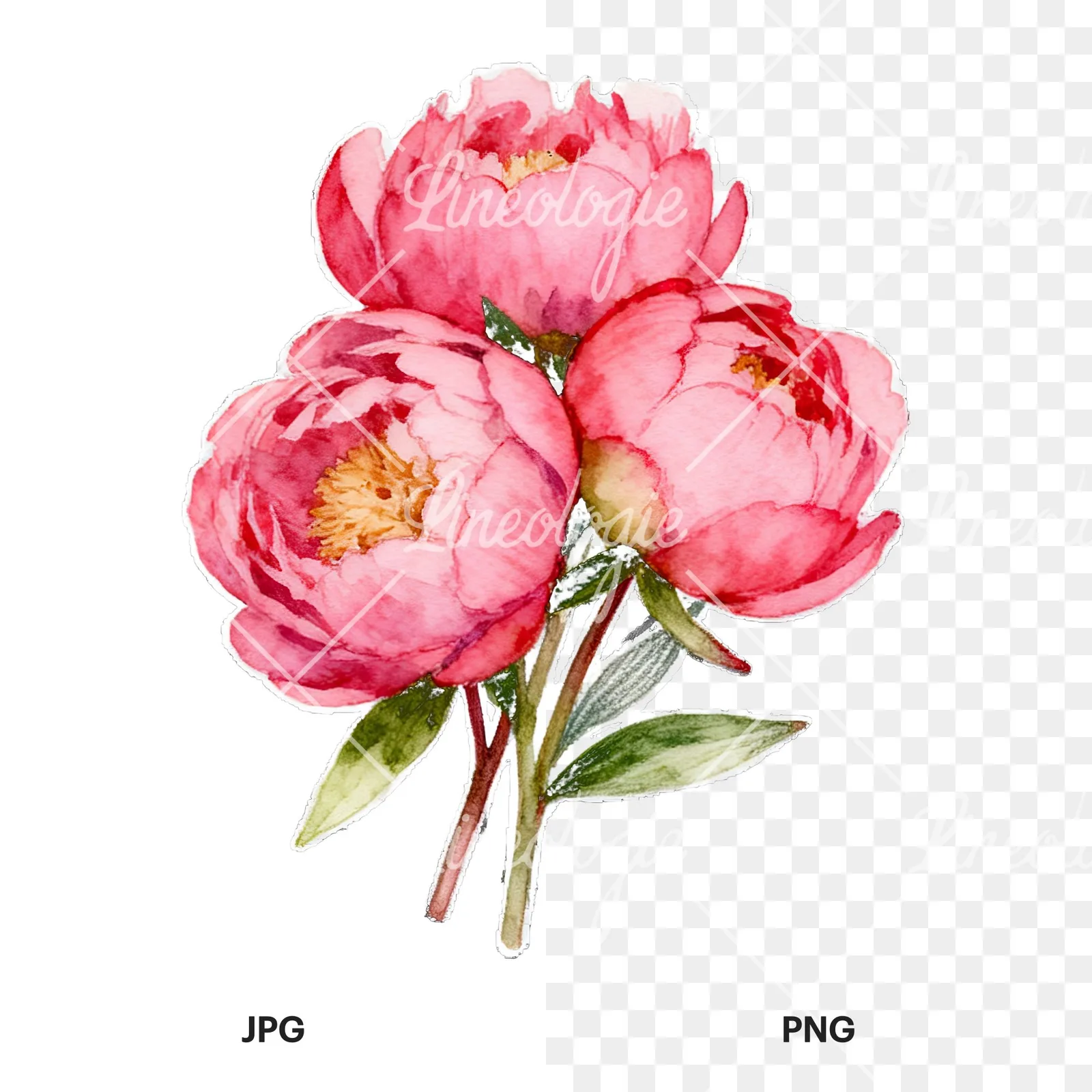 Watercolor loose pink peony bouquet clipart 5 of 9, as a JPG on white and a transparent PNG