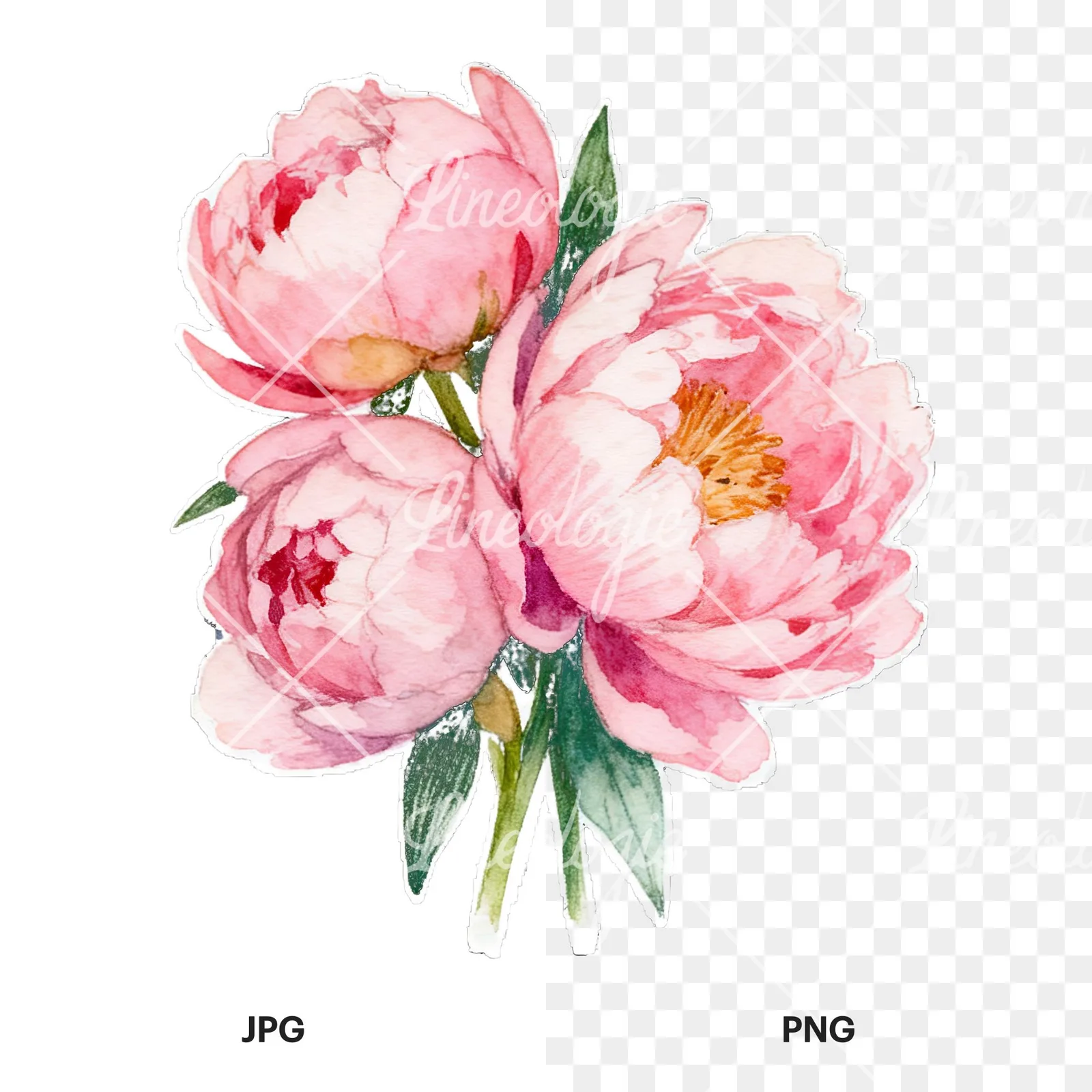 Watercolor loose pink peony bouquet clipart 6 of 9, as a JPG on white and a transparent PNG