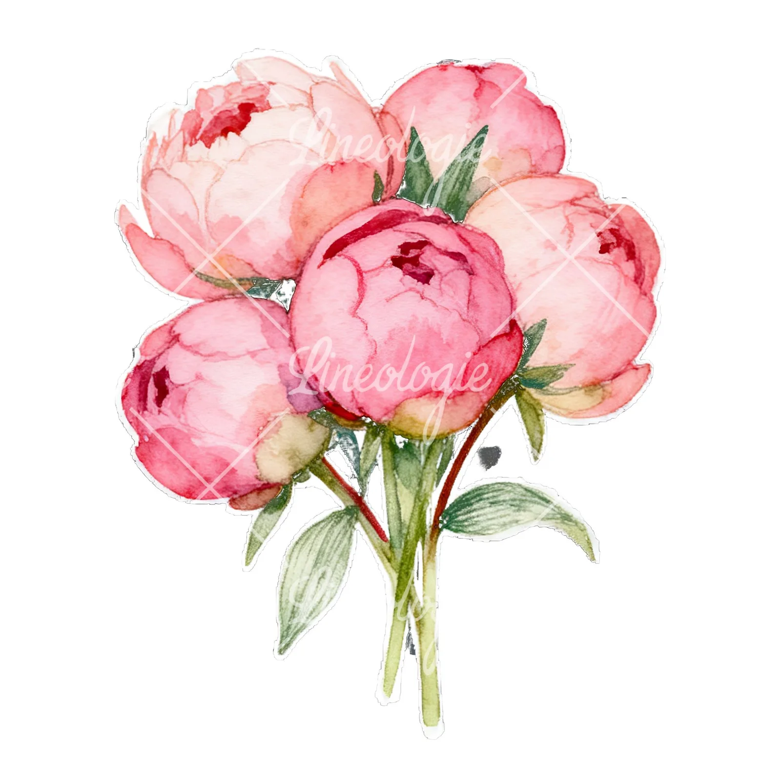 Watercolor loose pink peony bouquet clipart 7 of 9 on a white background (JPG)