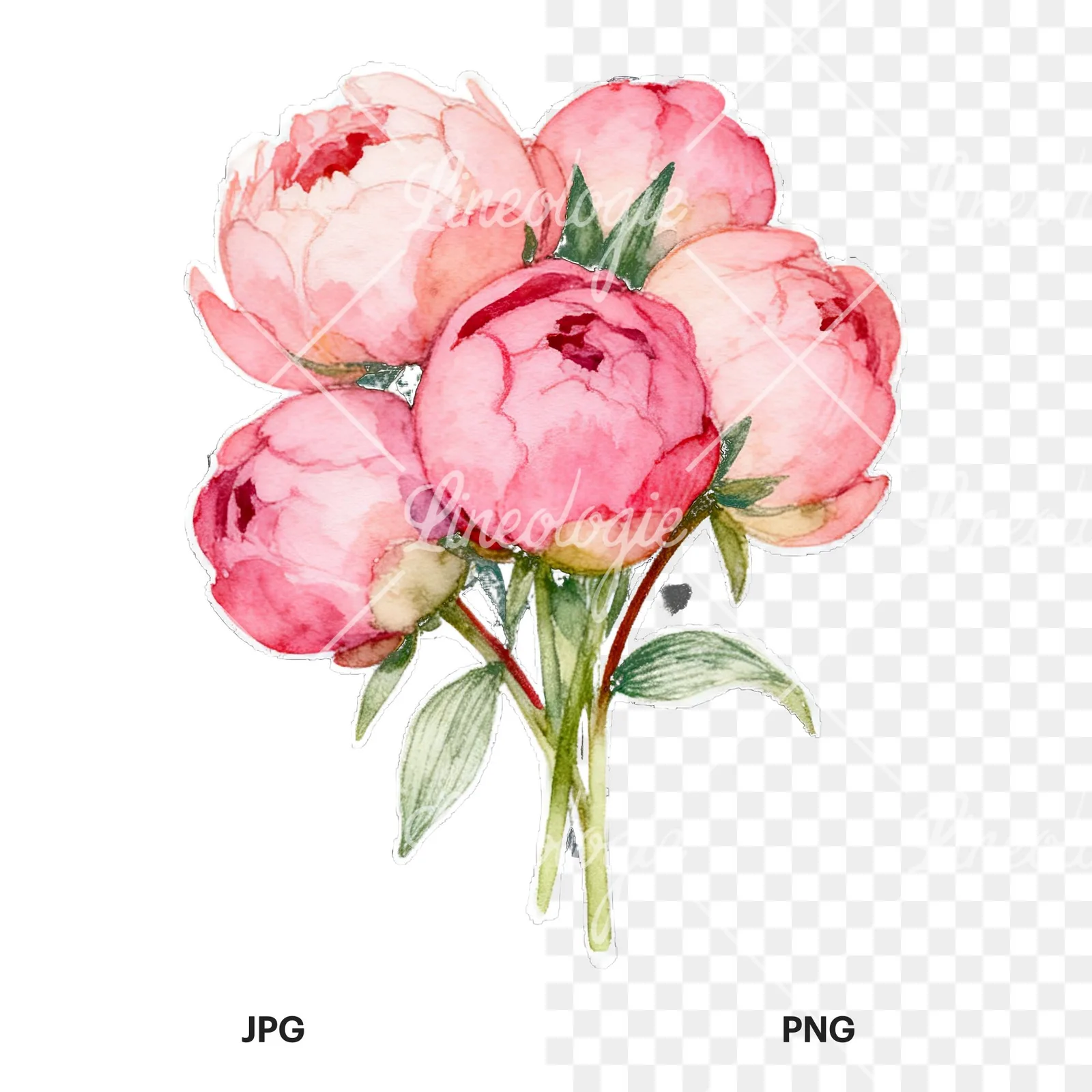 Watercolor loose pink peony bouquet clipart 7 of 9, as a JPG on white and a transparent PNG