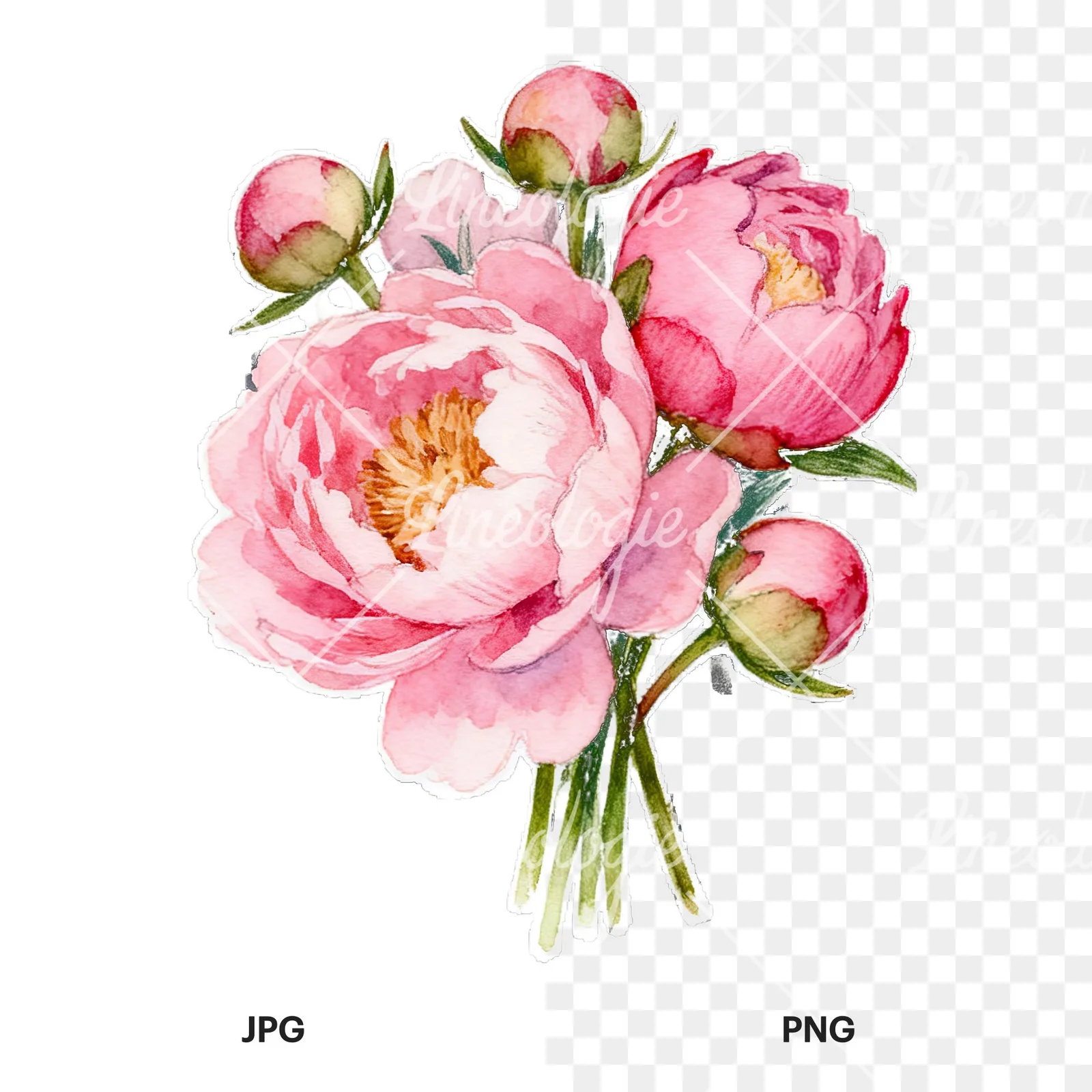 Watercolor loose pink peony bouquet clipart 9 of 9, as a JPG on white and a transparent PNG