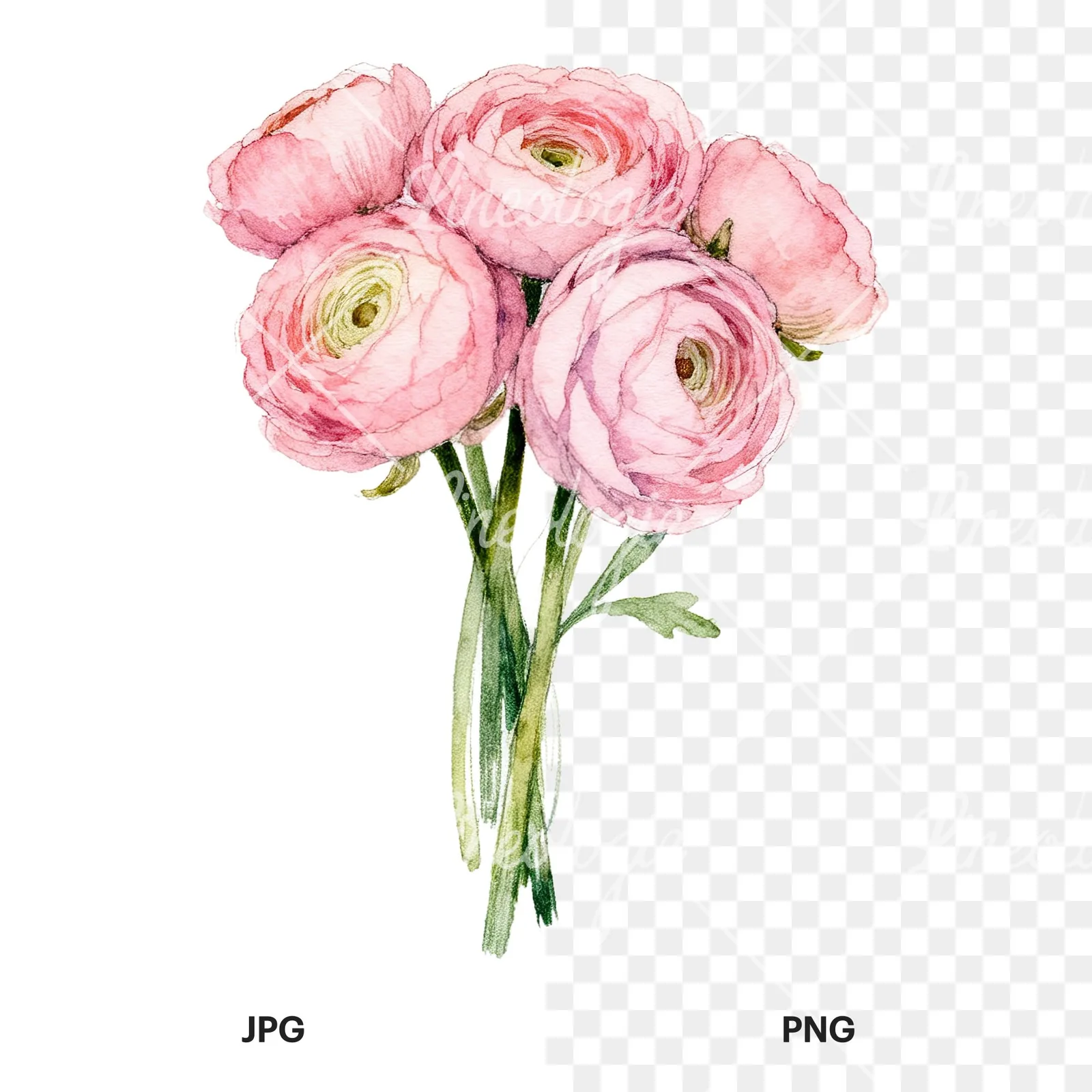 Watercolor pink ranunculus bouquet with buds and stems clipart 2 of 9, as a JPG on white and a transparent PNG