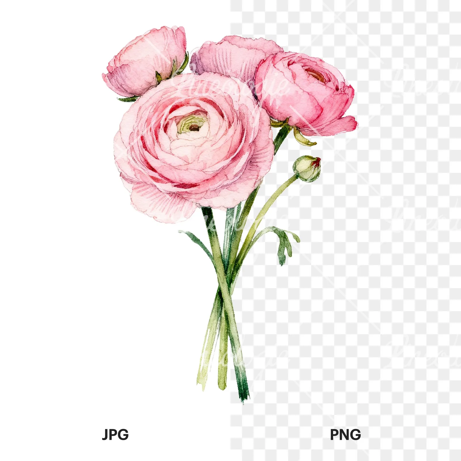 Watercolor pink ranunculus bouquet with buds and stems clipart 9 of 9, as a JPG on white and a transparent PNG
