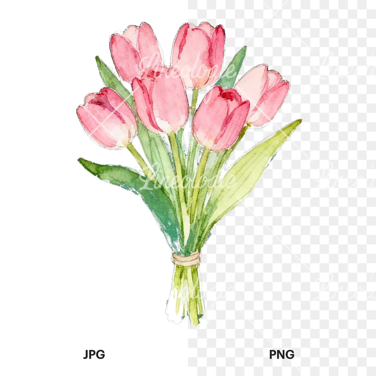 Watercolor loose pink tulip bouquet clipart 1 of 9, as a JPG on white and a transparent PNG