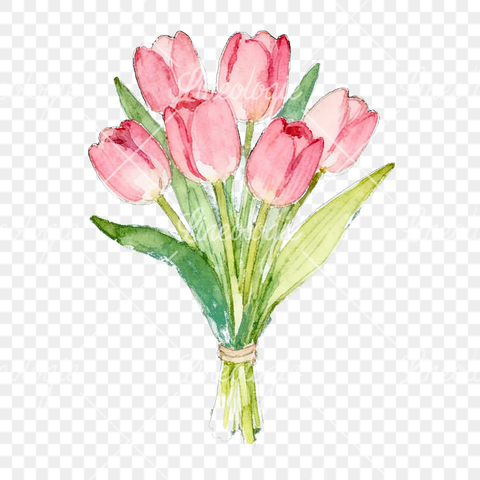 Watercolor loose pink tulip bouquet clipart 1 of 9 on a transparent background (PNG)