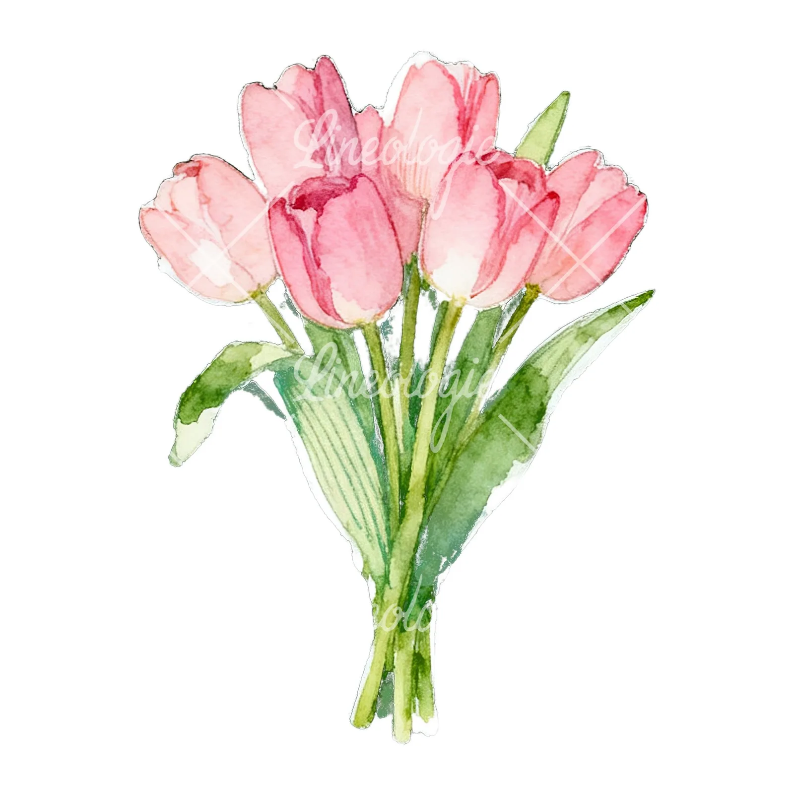 Watercolor loose pink tulip bouquet clipart 2 of 9 on a white background (JPG)