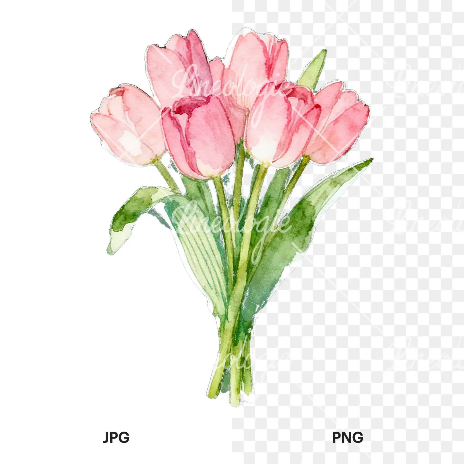 Watercolor loose pink tulip bouquet clipart 2 of 9, as a JPG on white and a transparent PNG