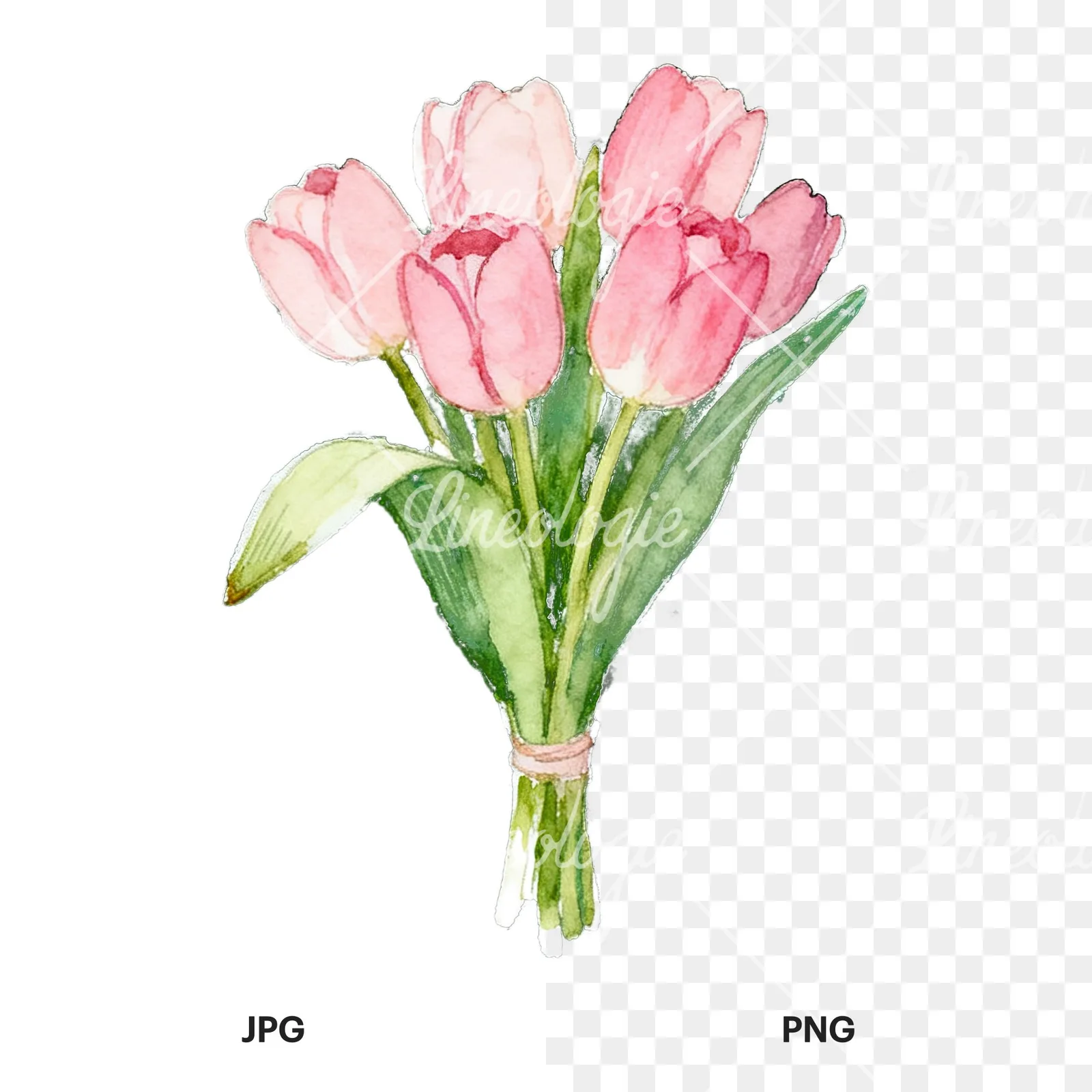 Watercolor loose pink tulip bouquet clipart 3 of 9, as a JPG on white and a transparent PNG