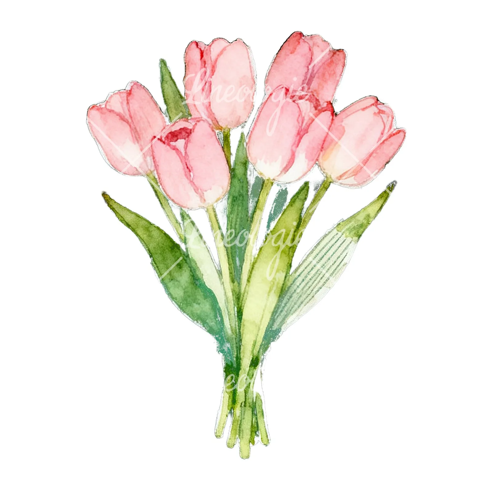 Watercolor loose pink tulip bouquet clipart 4 of 9 on a white background (JPG)