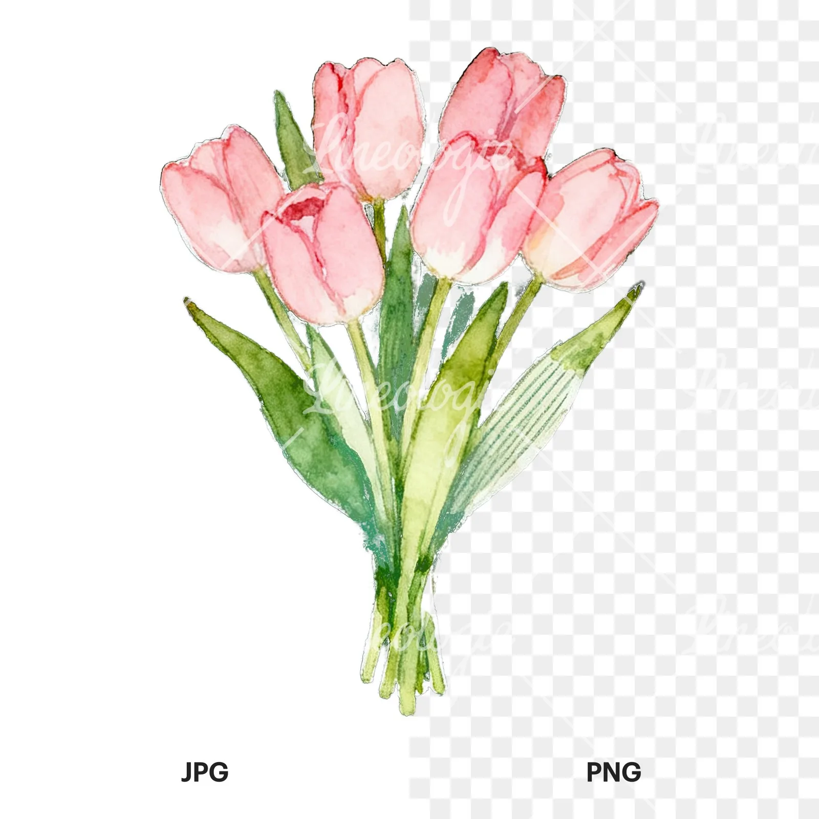 Watercolor loose pink tulip bouquet clipart 4 of 9, as a JPG on white and a transparent PNG