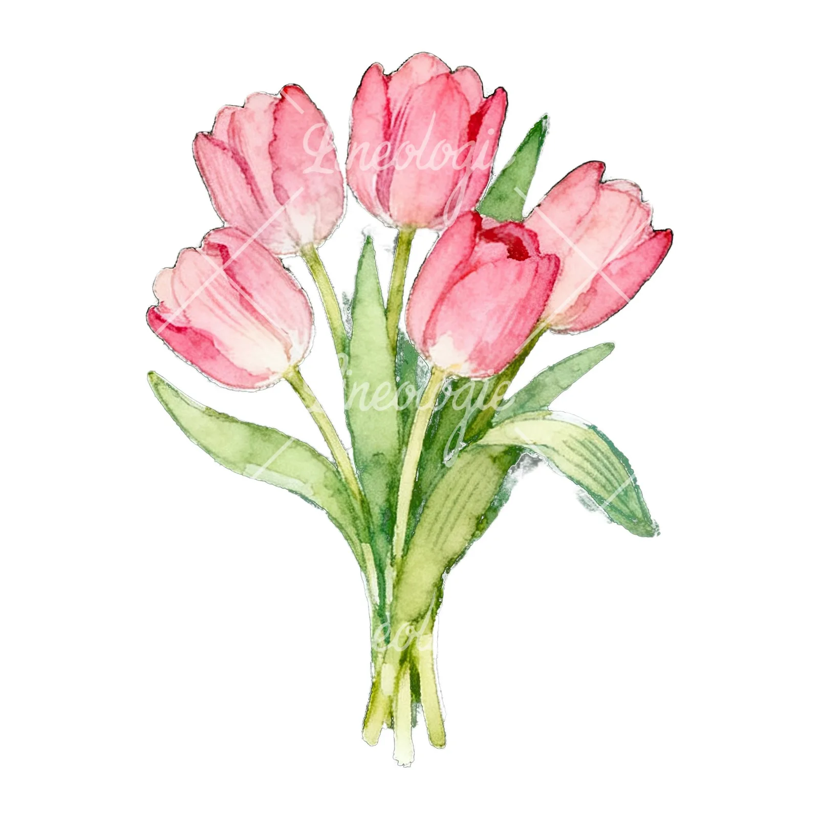Watercolor loose pink tulip bouquet clipart 5 of 9 on a white background (JPG)