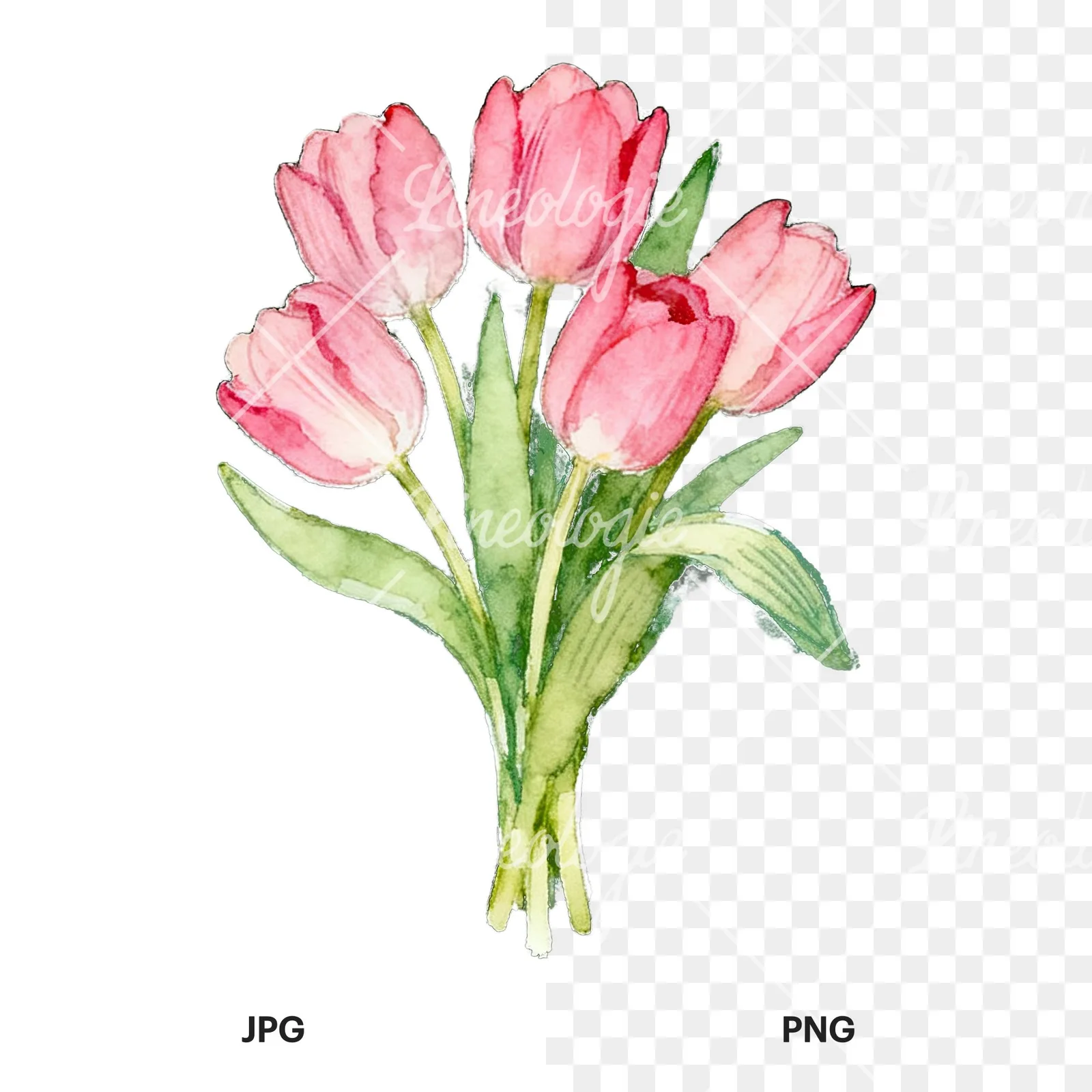 Watercolor loose pink tulip bouquet clipart 5 of 9, as a JPG on white and a transparent PNG
