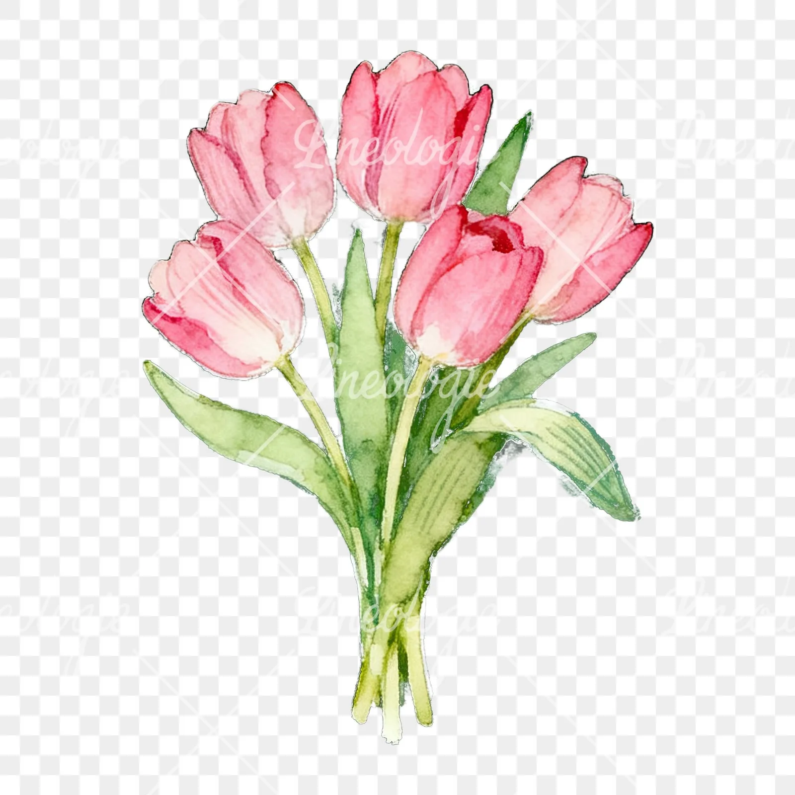 Watercolor loose pink tulip bouquet clipart 5 of 9 on a transparent background (PNG)