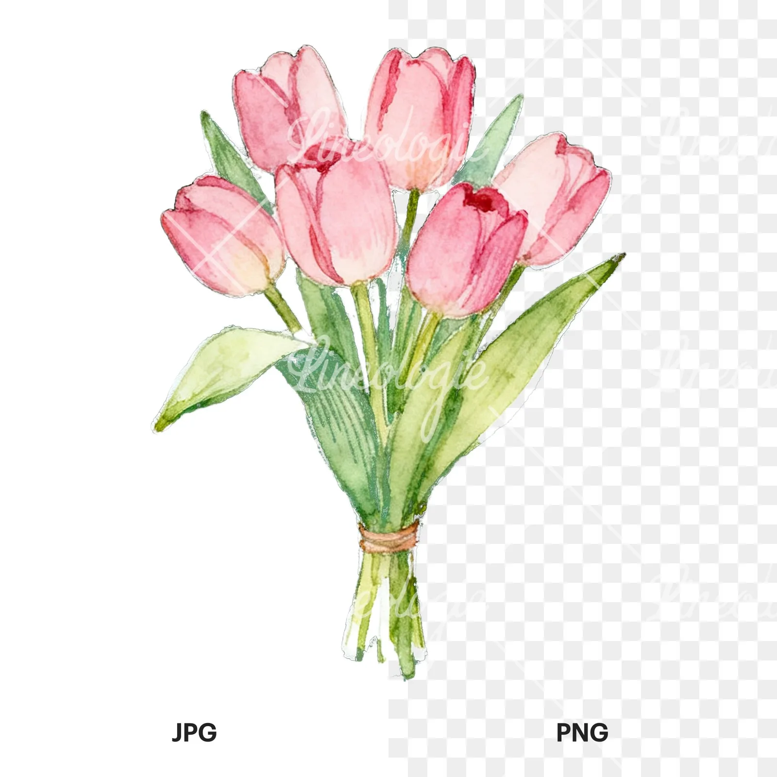 Watercolor loose pink tulip bouquet clipart 6 of 9, as a JPG on white and a transparent PNG