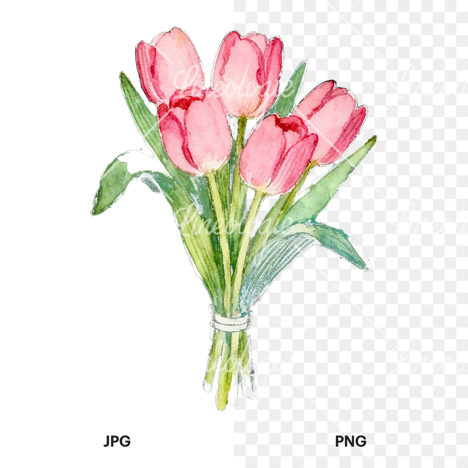 Watercolor loose pink tulip bouquet clipart 7 of 9, as a JPG on white and a transparent PNG