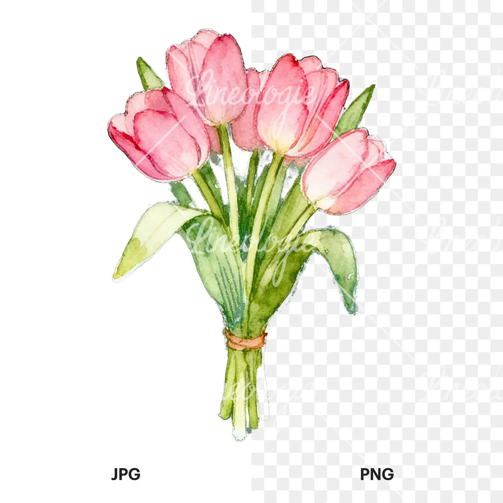 Watercolor loose pink tulip bouquet clipart 8 of 9, as a JPG on white and a transparent PNG