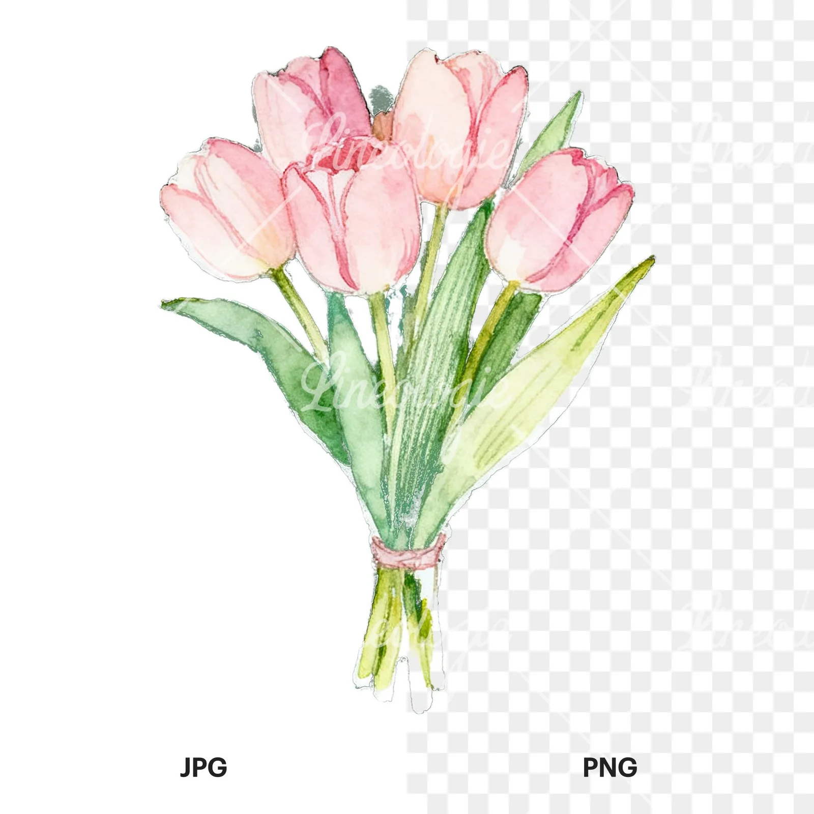 Watercolor loose pink tulip bouquet clipart 9 of 9, as a JPG on white and a transparent PNG