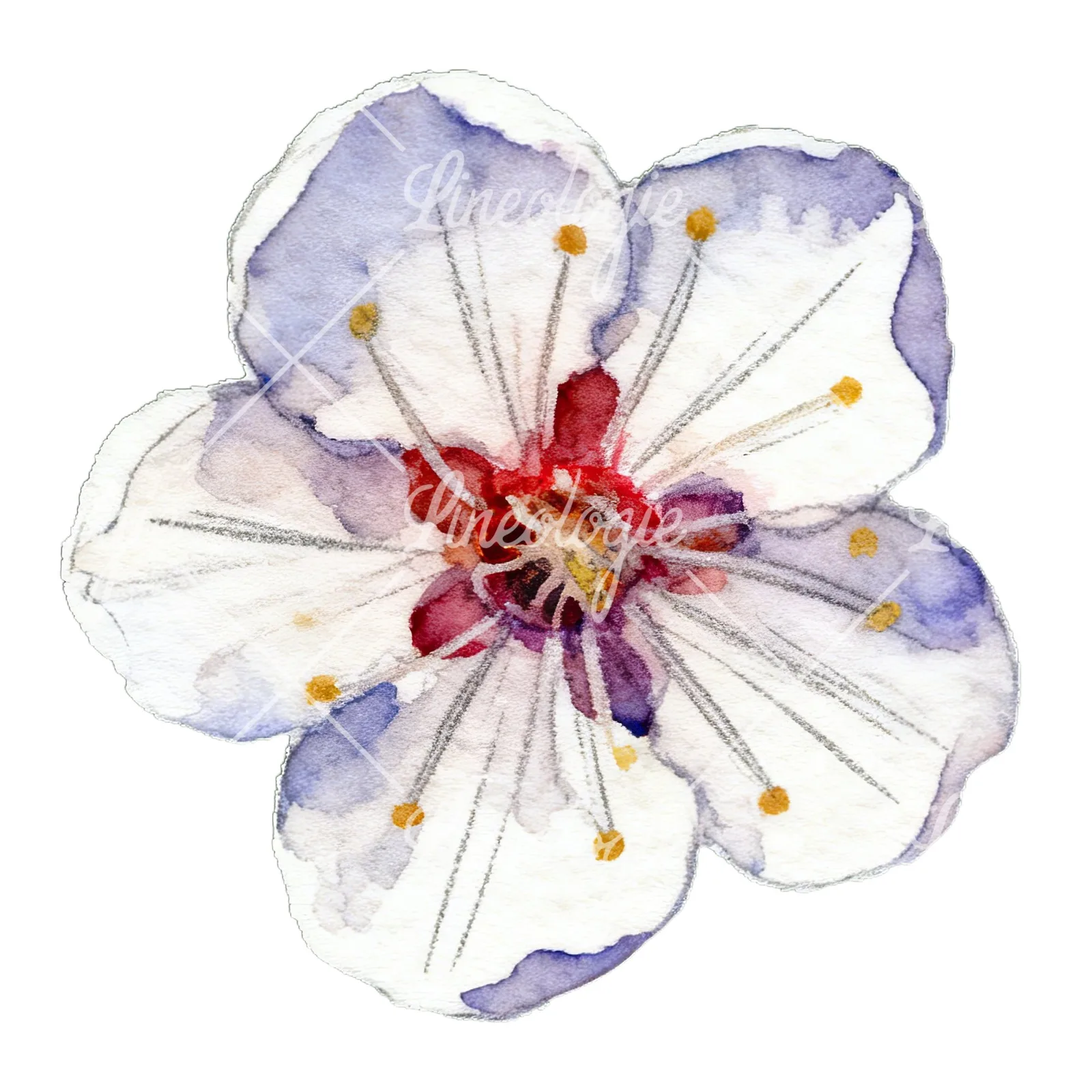 Watercolor plum blossom with buds clipart 1 of 9 on a white background (JPG)