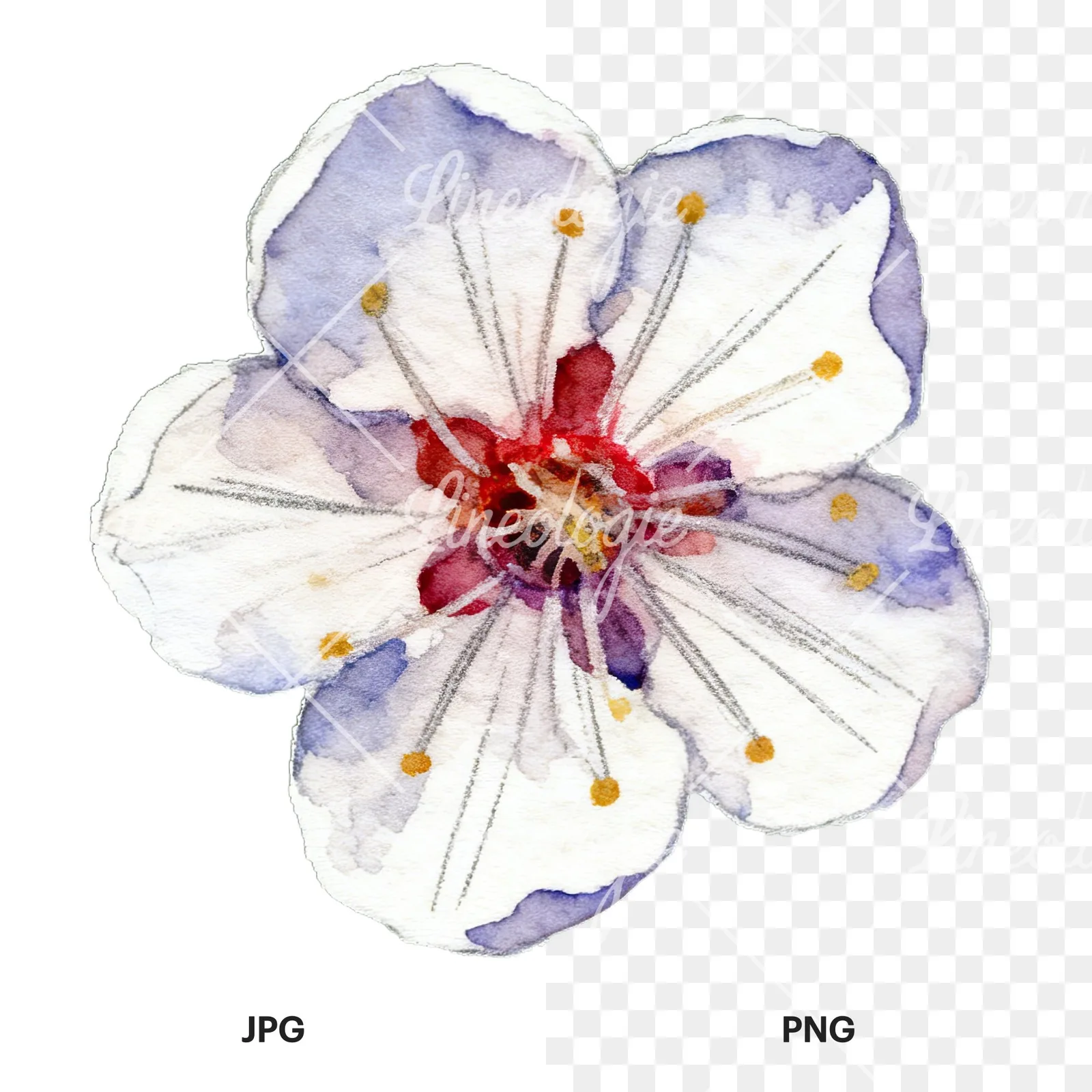 Watercolor plum blossom with buds clipart 1 of 9, as a JPG on white and a transparent PNG