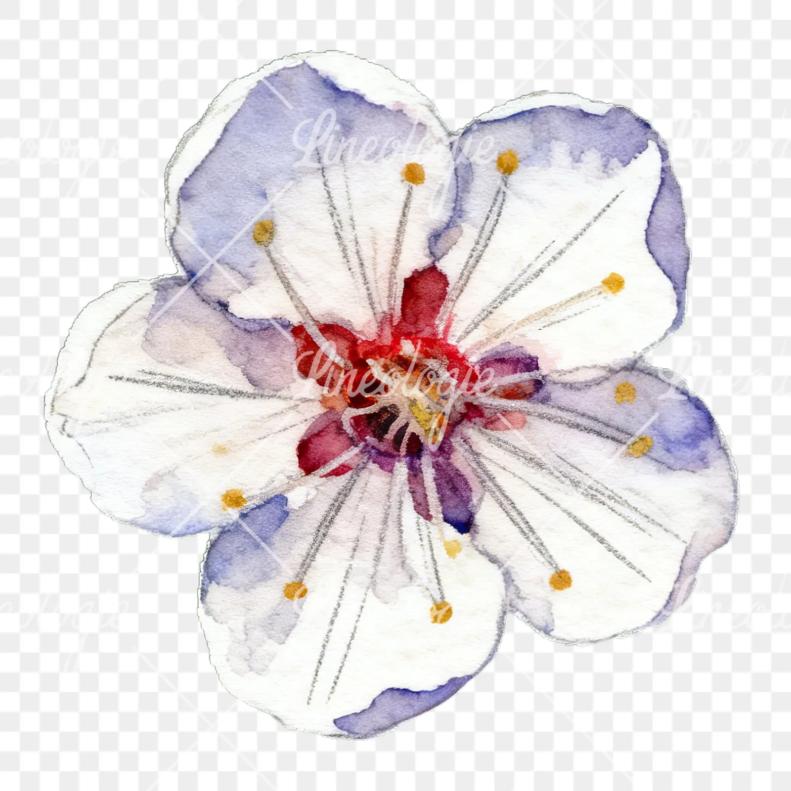 Watercolor plum blossom with buds clipart 1 of 9 on a transparent background (PNG)