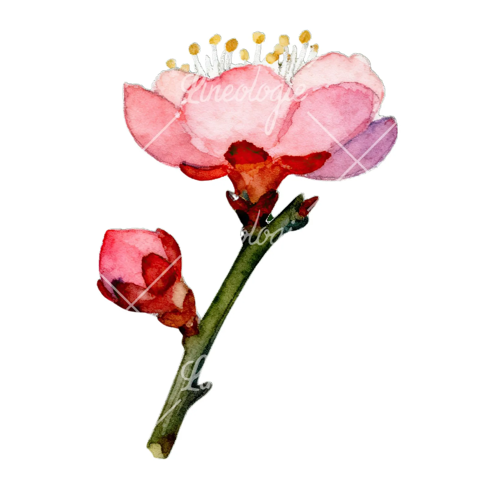 Watercolor plum blossom with buds clipart 3 of 9 on a white background (JPG)