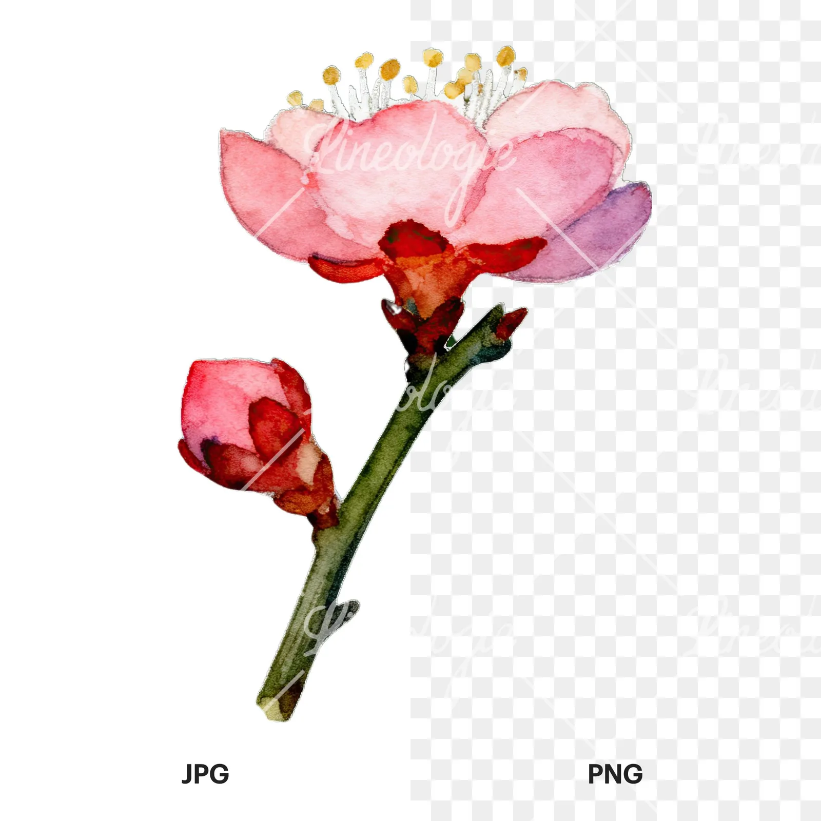 Watercolor plum blossom with buds clipart 3 of 9, as a JPG on white and a transparent PNG