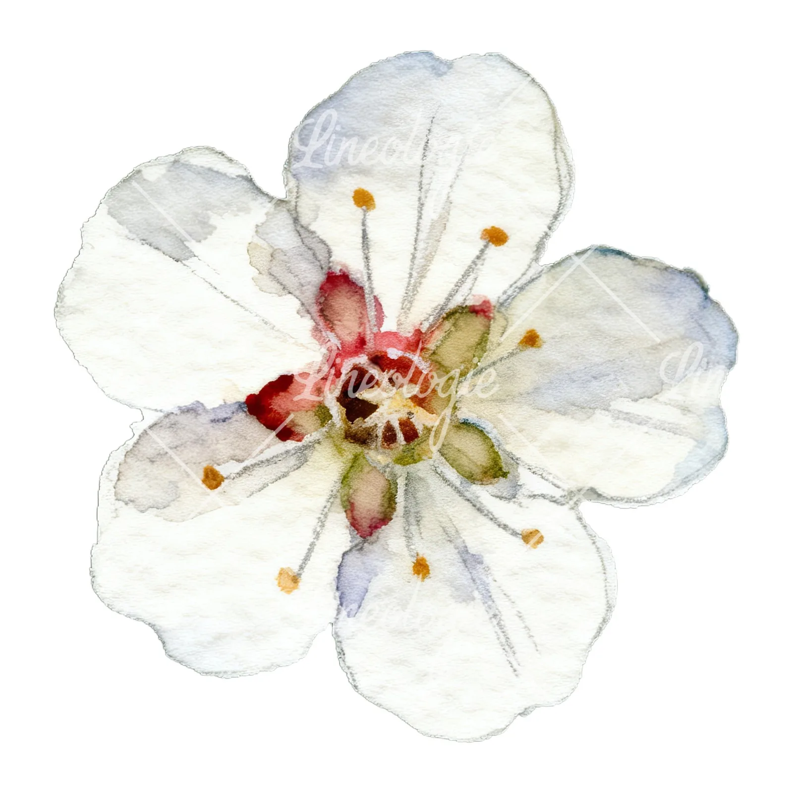 Watercolor plum blossom with buds clipart 4 of 9 on a white background (JPG)